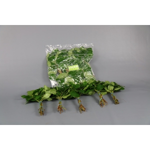 Salal Mini Tips (5 Bunch per Bag)