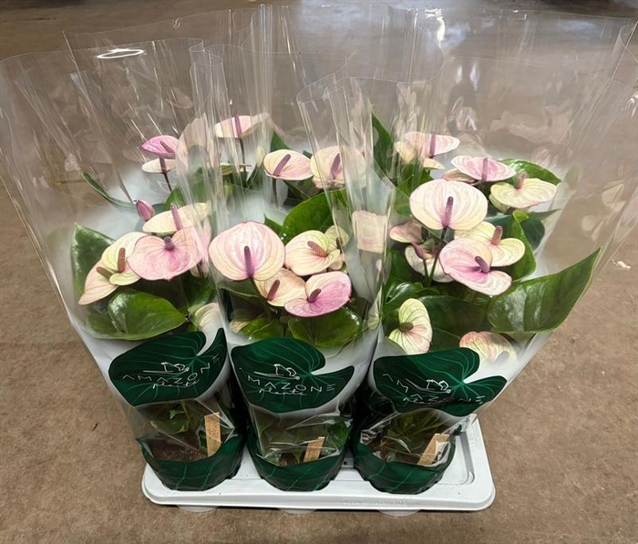 <h4>Anthurium Andr. Laguna</h4>