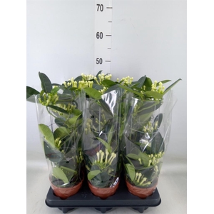 Stephanotis floribunda   ...