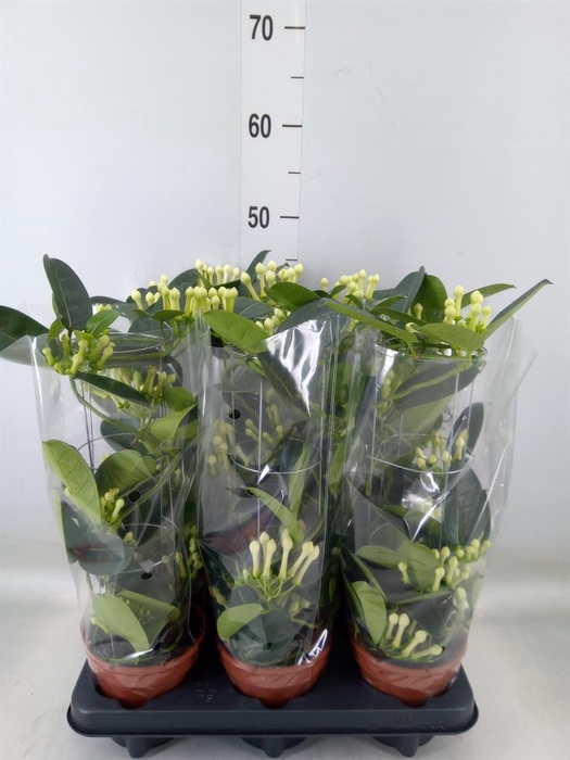 <h4>Stephanotis floribunda   ...</h4>
