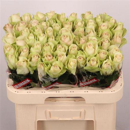 <h4>R Gr La Belle</h4>