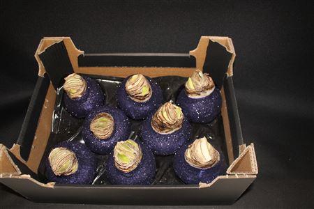 <h4>Amaryllis Topl Paars</h4>