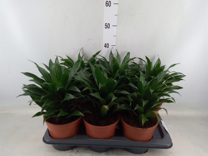 <h4>Dracaena frag. 'Compacta Variegata'</h4>