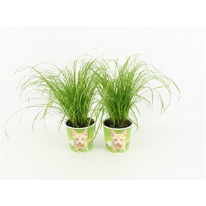 Cyperus Zumula met Milkshake Potcover