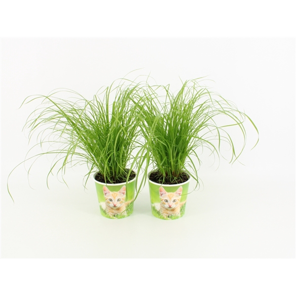 <h4>Cyperus Zumula met Milkshake Potcover</h4>