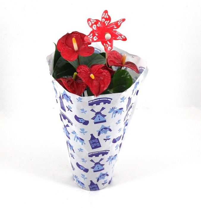 <h4>Anthurium XL.9 Jambo Red 12cm met Nederlands hoesje en windmolen</h4>