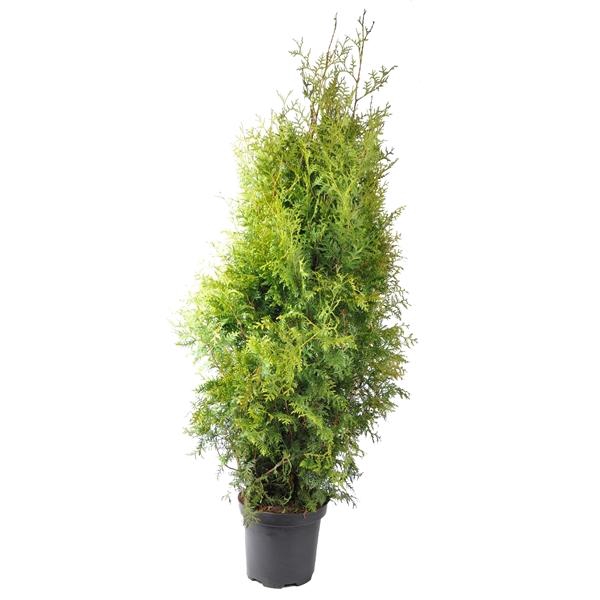 <h4>Thuja occ. Brabant, plantmaat 140-160 cm - Rondgestoken -</h4>