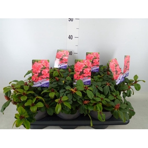 Rhododendron forr. 'Scarlet Wonder'