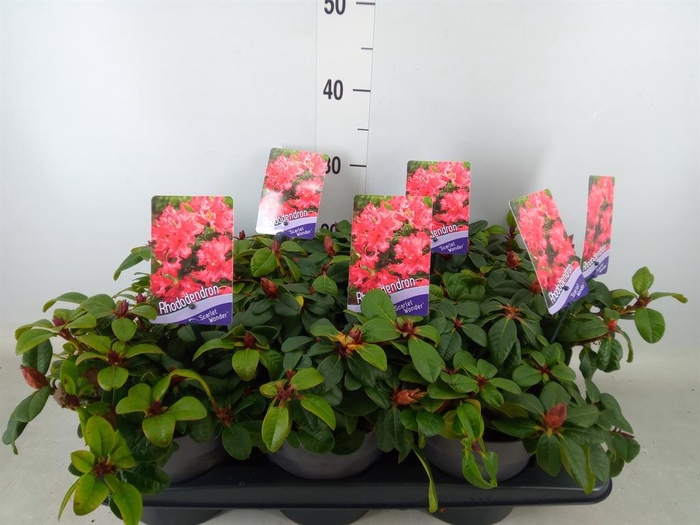 <h4>Rhododendron forr. 'Scarlet Wonder'</h4>