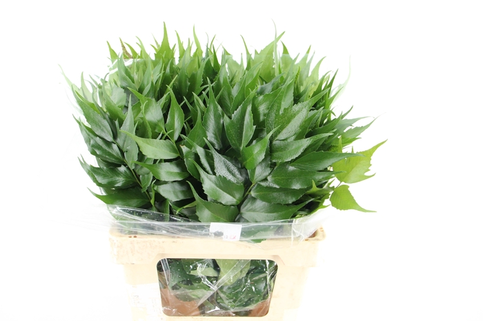 <h4>HOLLY FERN</h4>