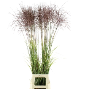 Miscanthus Punktgen Red
