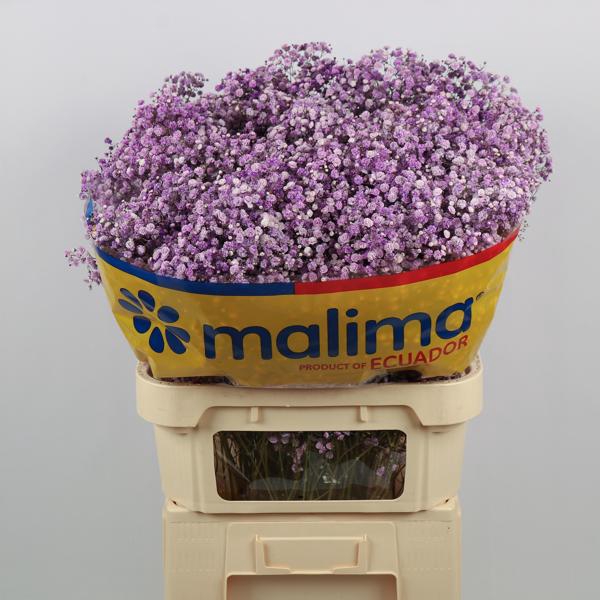 <h4>Gyps Klb Lavender Malima</h4>
