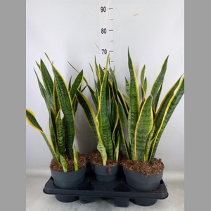 Sansevieria trifa. 'Laurentii'