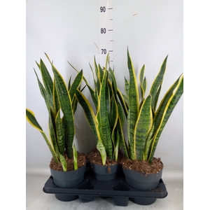 Sansevieria trifa. 'Laurentii'