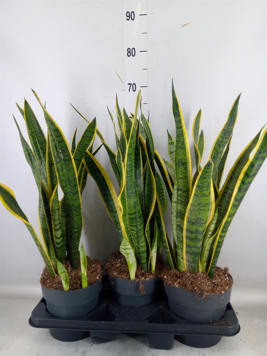 <h4>Sansevieria trifa. 'Laurentii'</h4>