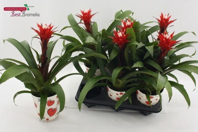 arr8 Guzm Hope In Love Potcover