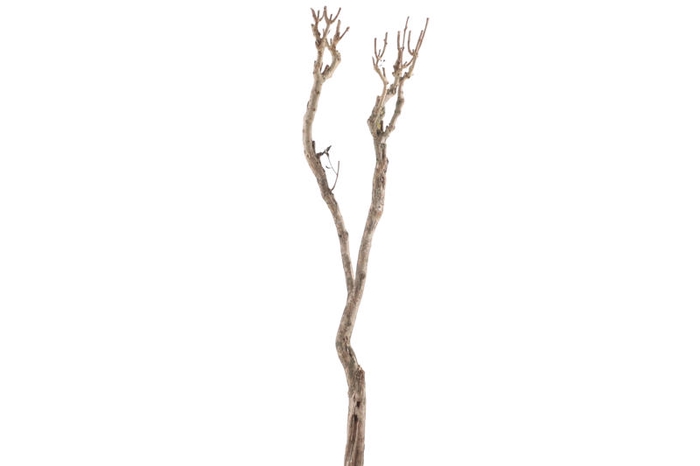 Syringa Branch Extra Kremenliev