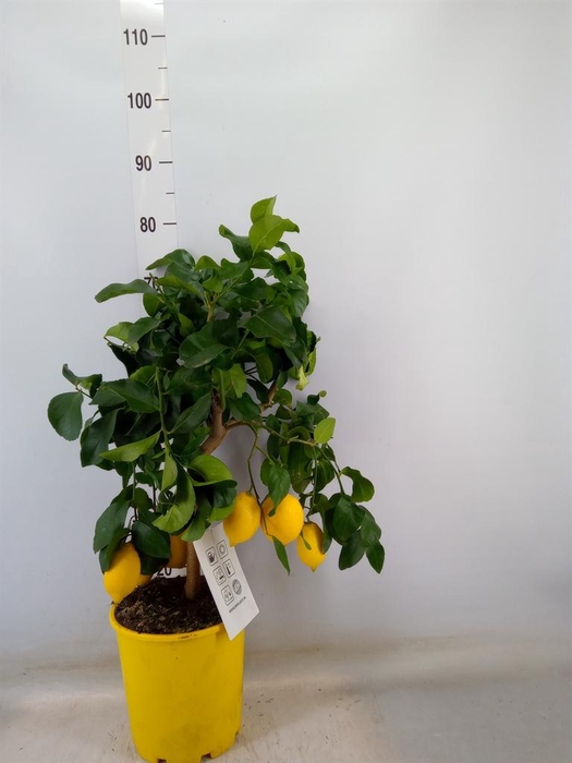 <h4>Citrus   ...</h4>