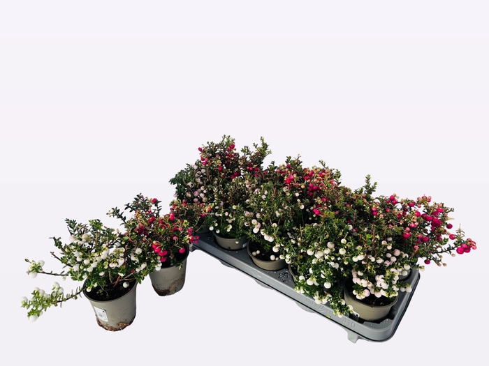 <h4>GAULTH MUCRONATA</h4>