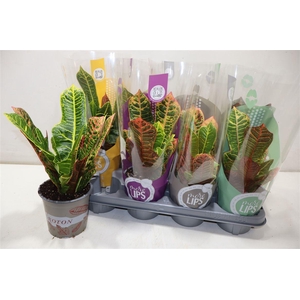 arr8 Cod Gr Excellent