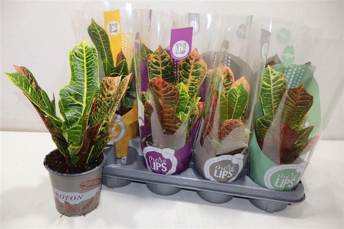 <h4>Cod Gr Excellent</h4>