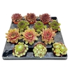 SEMPERVIVUM-HYBRID P5,5