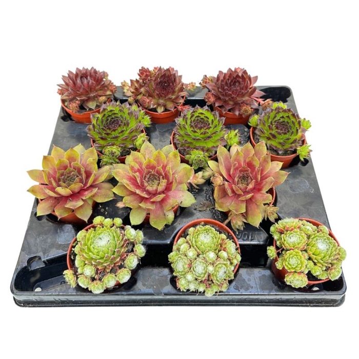 <h4>SEMPERVIVUM-HYBRID P5,5</h4>