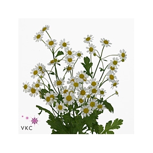 Tanacetum Camille