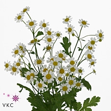<h4>Tanacetum Camille</h4>