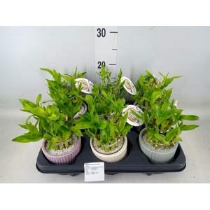 Dracaena sand. 'Lucky Bamboo' ..pyr