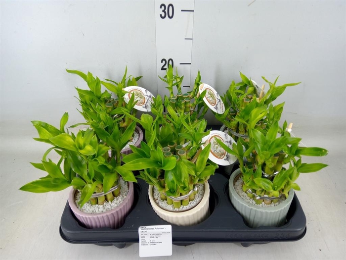 <h4>Dracaena sand. 'Lucky Bamboo' ..pyr</h4>