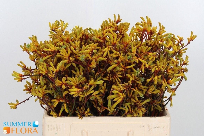 <h4>ANIGOZ GOLD FEVER</h4>