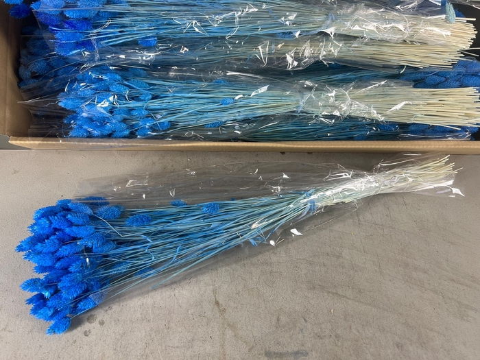 <h4>DF Phalaris Bs Light Blue 100g</h4>