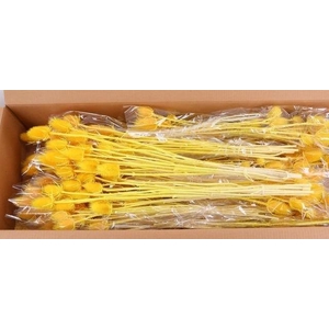 DF Dipsacus Yellow Bs 130g