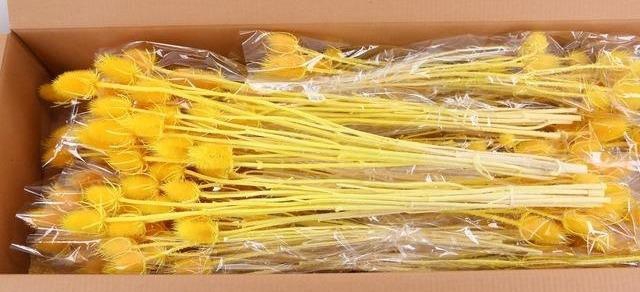 <h4>DF Dipsacus Yellow Bs 130g</h4>