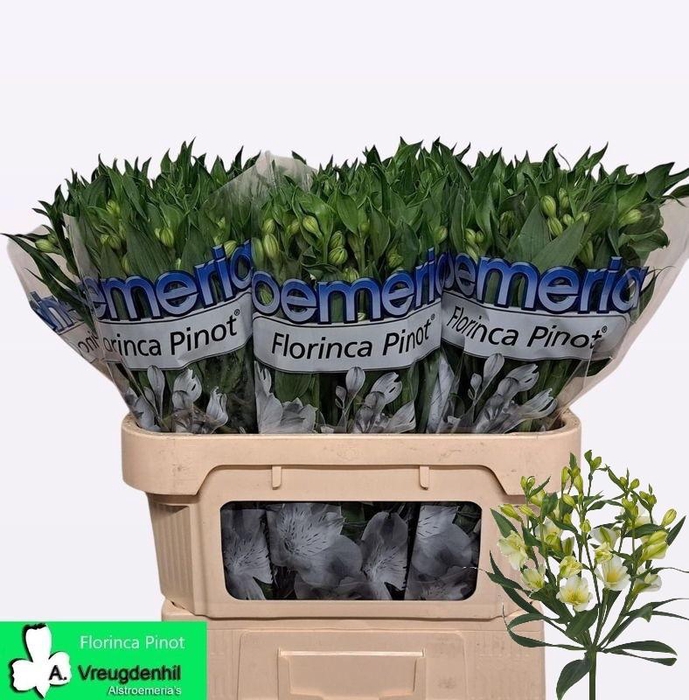 <h4>ALST FL PINOT 75 CM</h4>