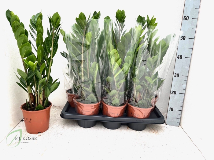 <h4>ZAMIO ZAMIIFOLIA</h4>