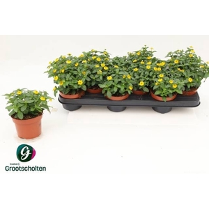 SANV PROCUMBENS