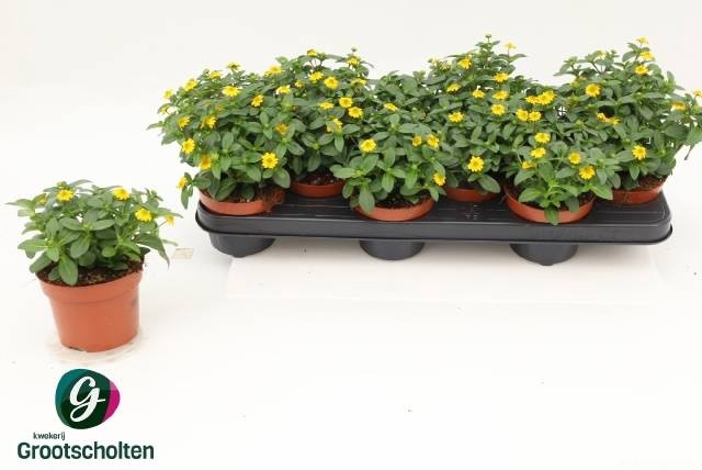 <h4>SANV PROCUMBENS</h4>