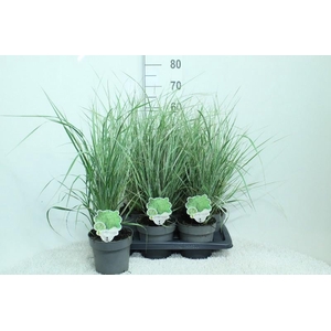 Calamagrostis acutiflora 'Overdam'