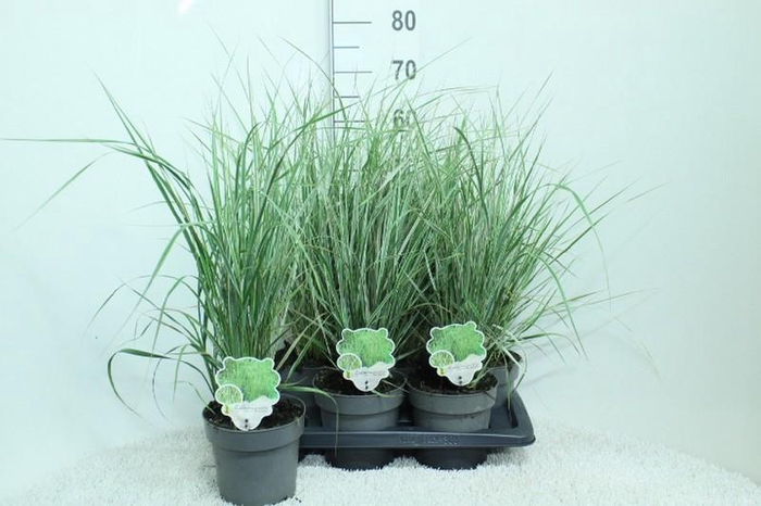 <h4>Calamagrostis acutiflora 'Overdam'</h4>