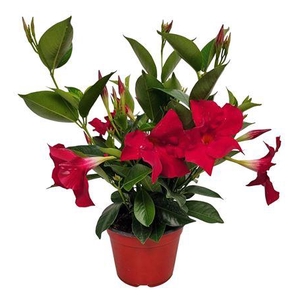 Mandevilla Bush Red