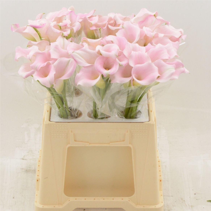 <h4>Calla Sweet Art</h4>