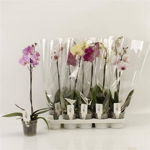 PHAL GEM