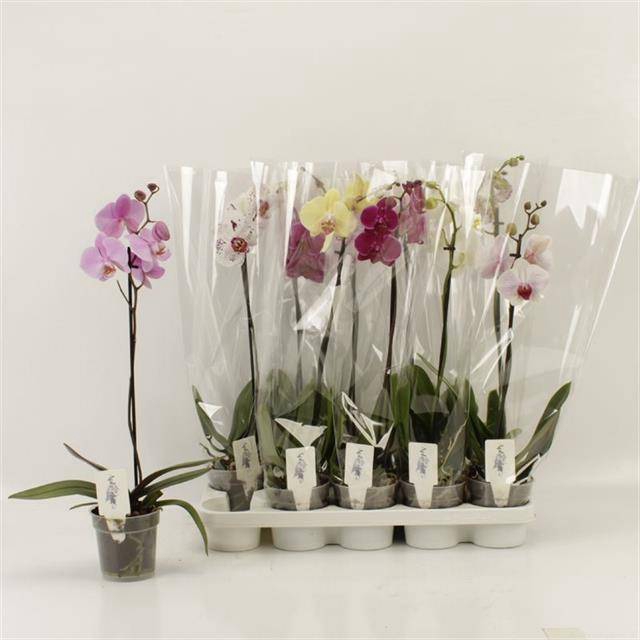 <h4>PHAL GEM</h4>