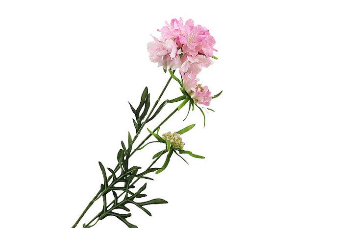 <h4>Scabiosa Pink</h4>