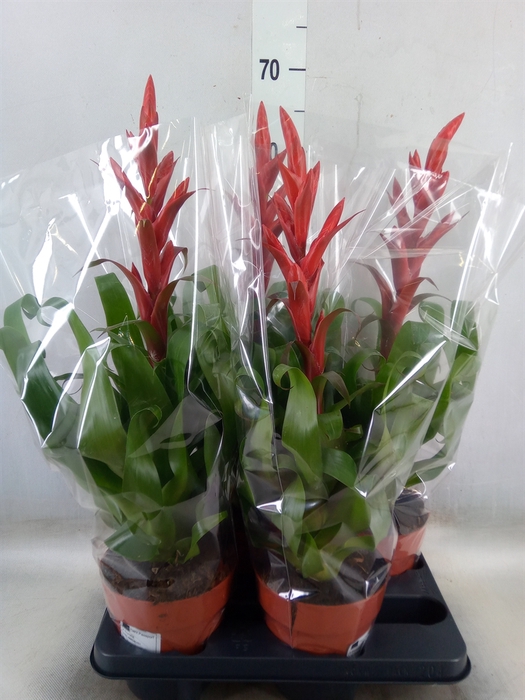<h4>Tillandsia  'Naomi'</h4>