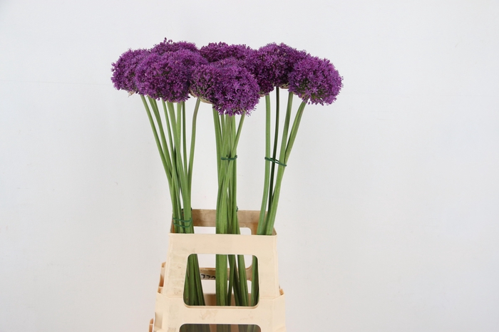<h4>ALLIUM GIGANTEUM</h4>