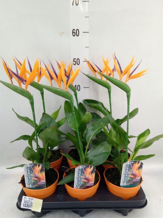 <h4>Arr.  Strelitzia L%</h4>