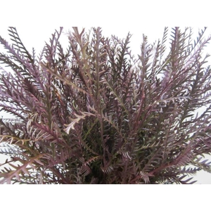 Ivanhoe Aubergine